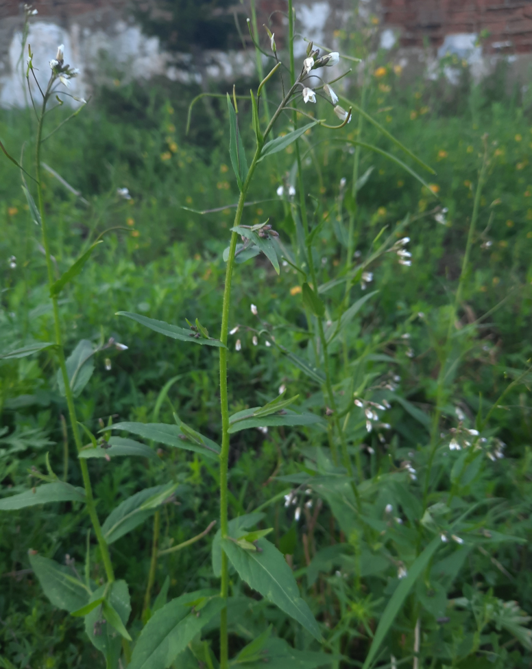 Image of Arabis pendula specimen.