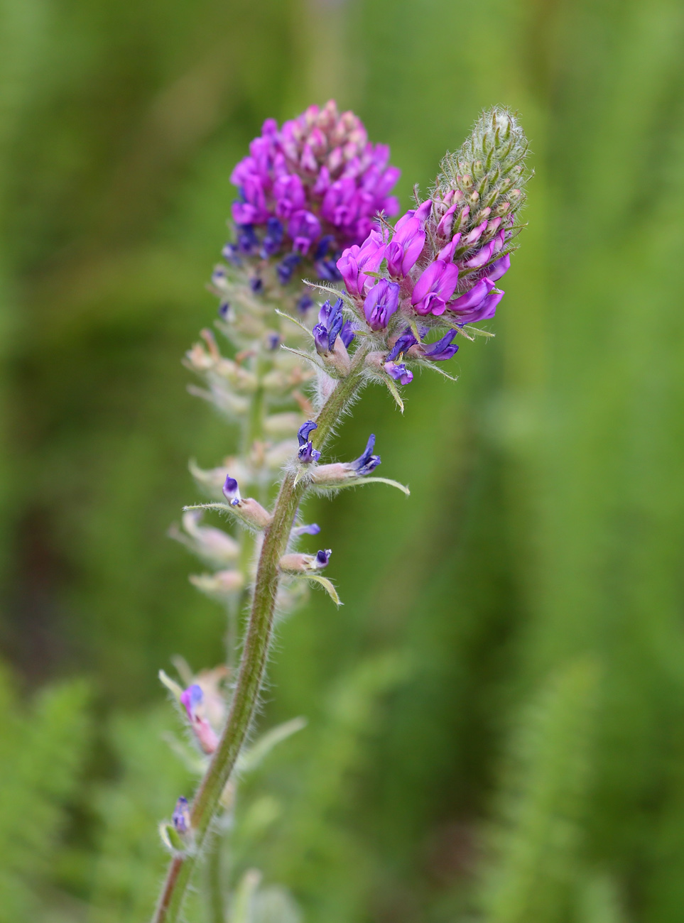 Image of Oxytropis campanulata specimen.