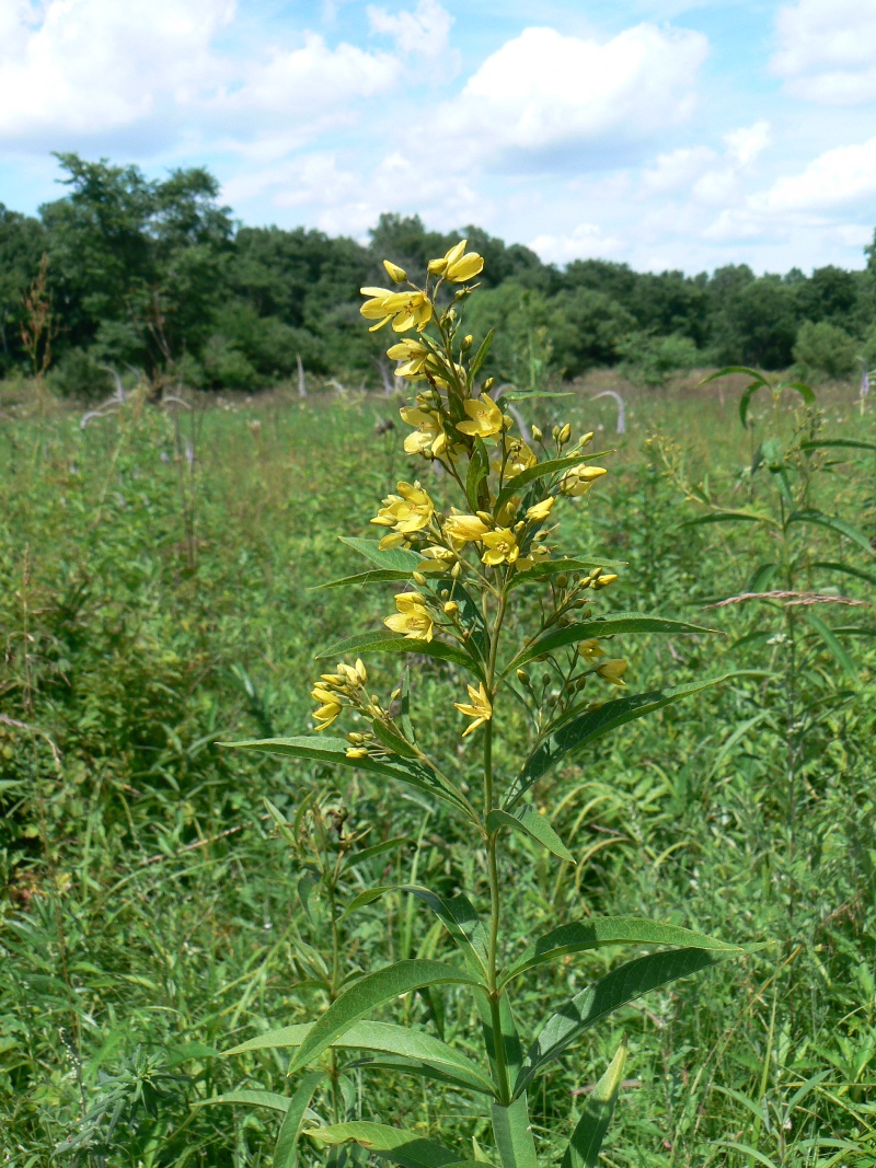 Image of Lysimachia davurica specimen.