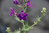 Delphinium cyphoplectrum