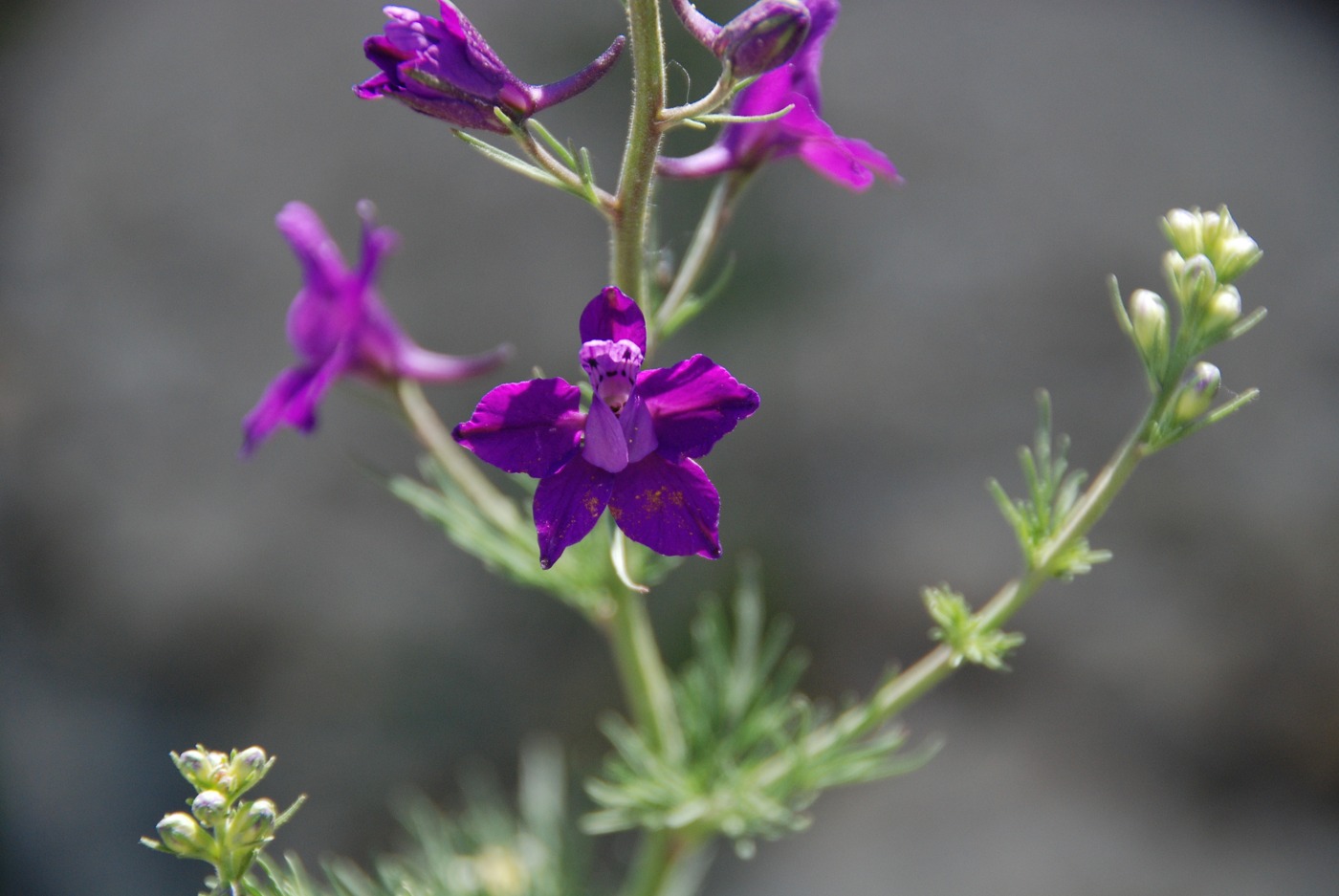 Image of Delphinium cyphoplectrum specimen.