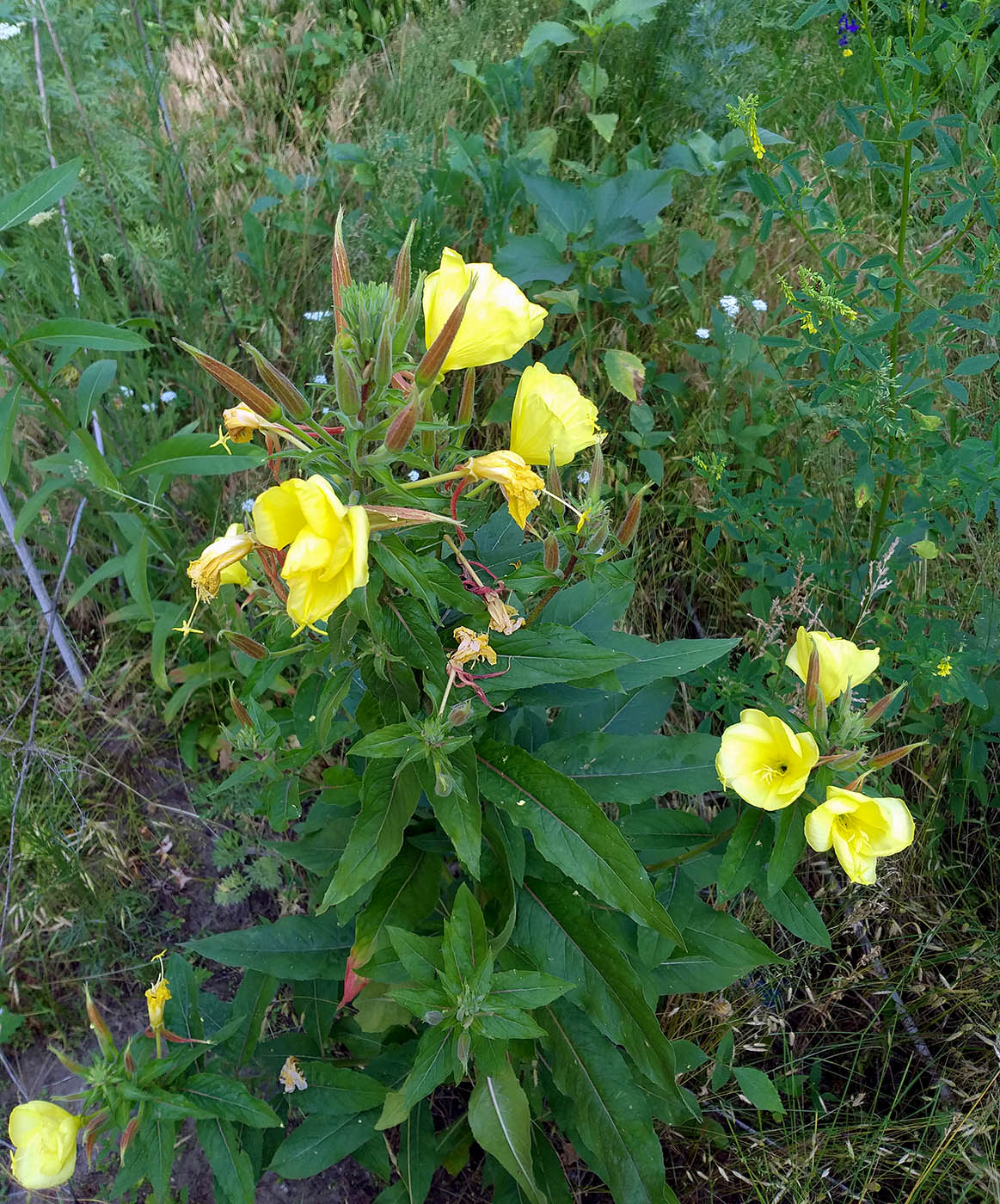 Image of Oenothera glazioviana specimen.