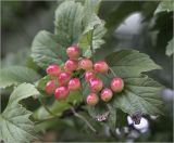 Viburnum opulus