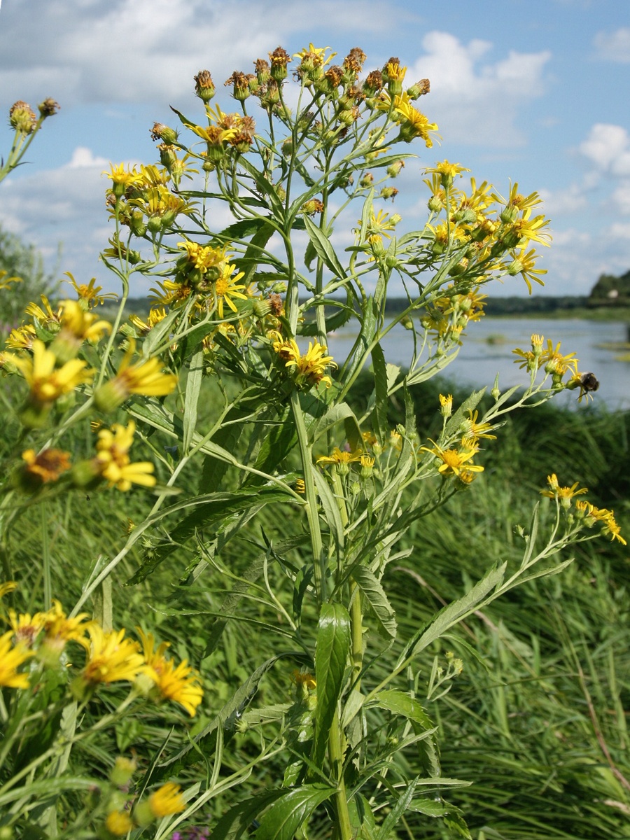 Image of Senecio paludosus specimen.