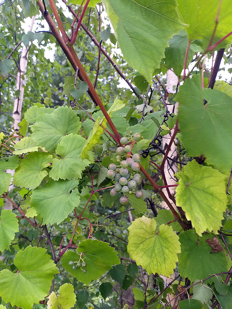 Изображение особи род Vitis.