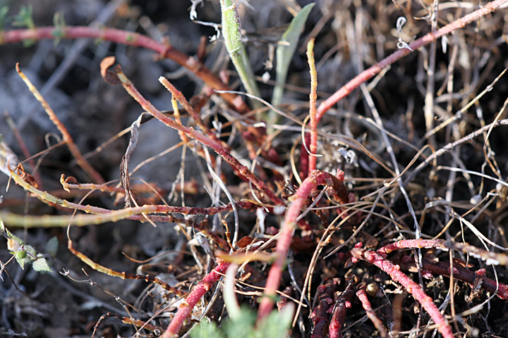 Image of Hypericum scabrum specimen.