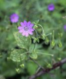 Geranium pyrenaicum. Цветок. Москва, БС МГУ, на газоне. 01.09.2021.