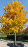 Liriodendron tulipifera