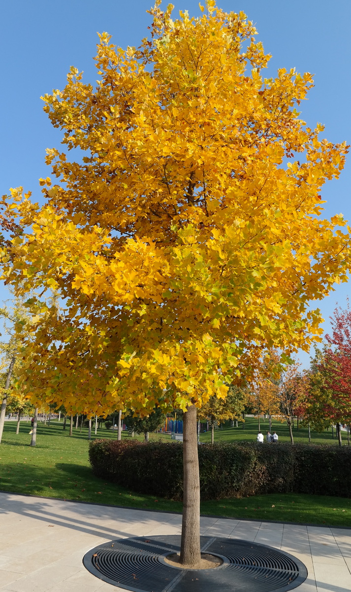 Image of Liriodendron tulipifera specimen.