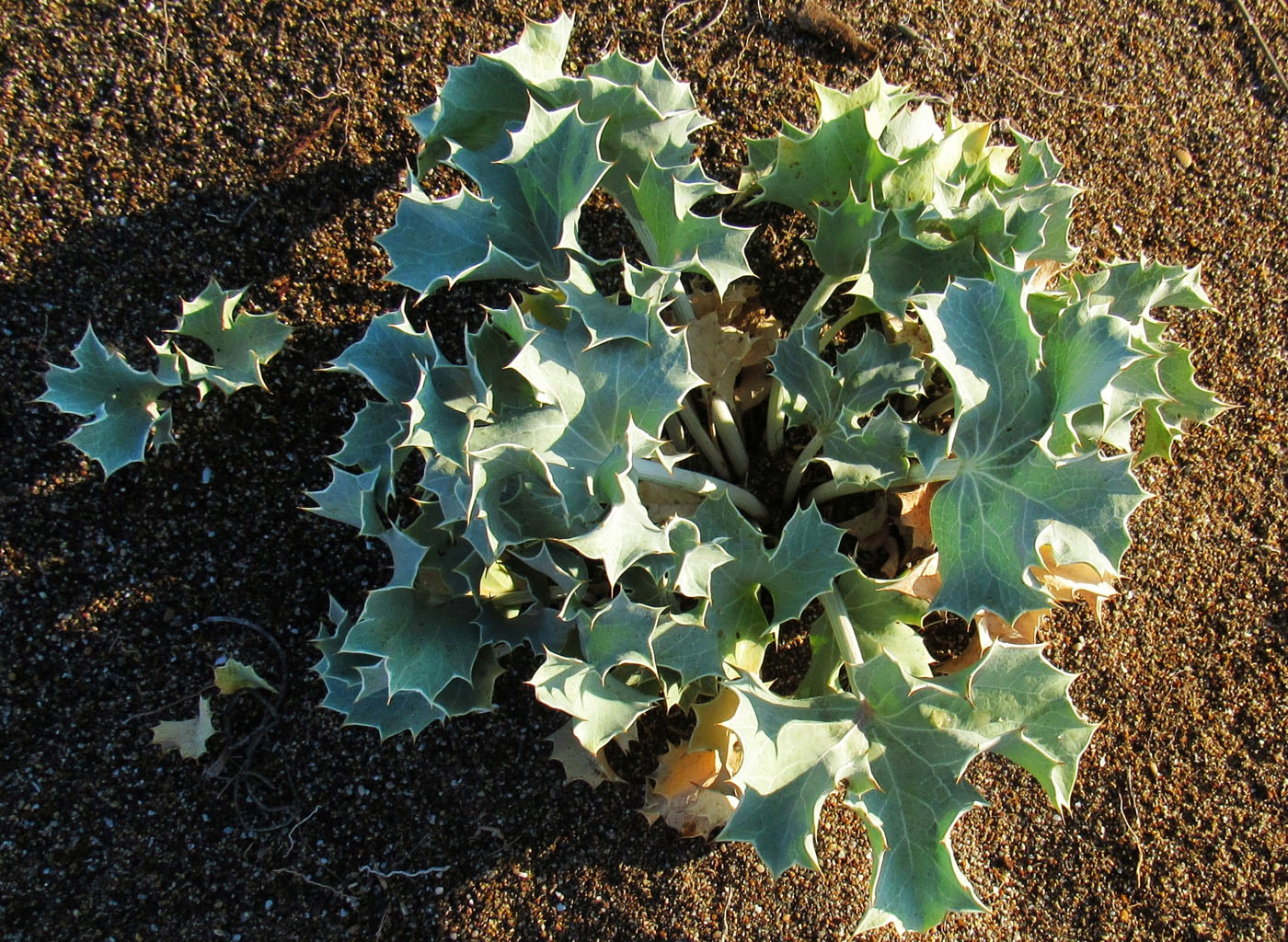 Изображение особи Eryngium maritimum.