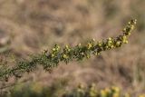 genus Artemisia