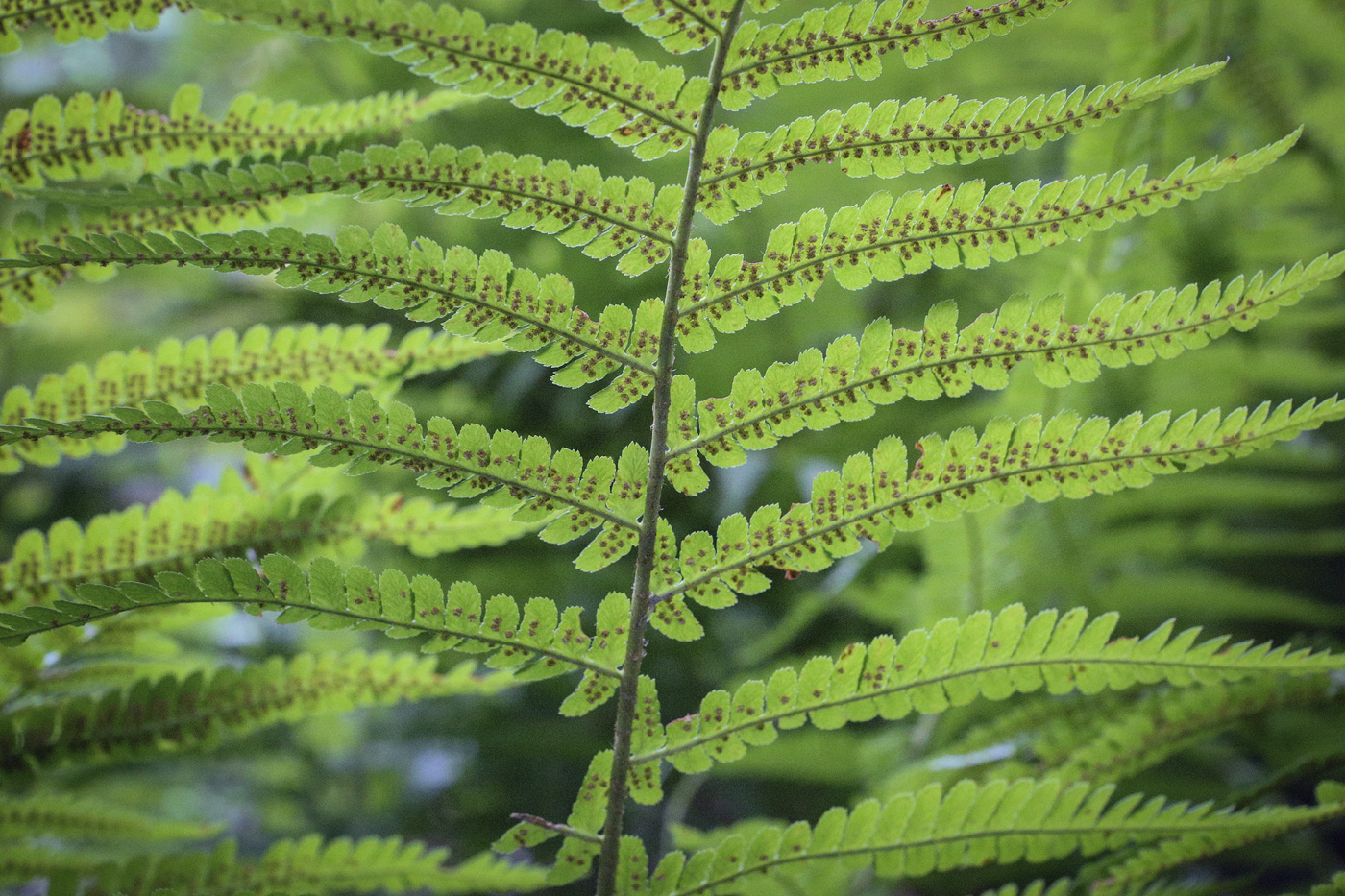 Image of Dryopteris filix-mas specimen.