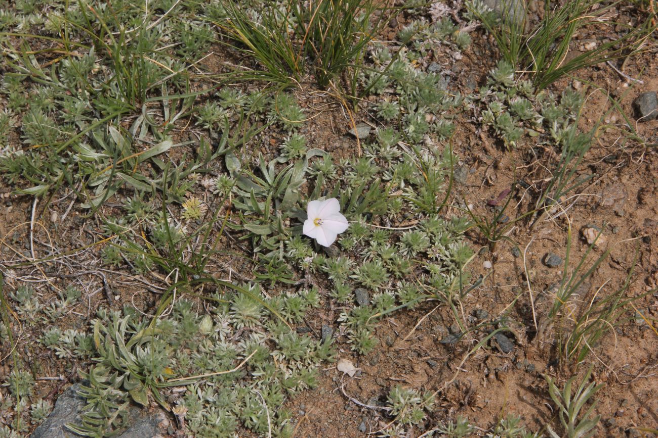 Изображение особи Convolvulus ammannii.