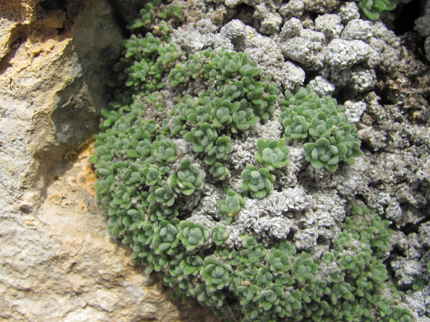 Image of Draba ossetica specimen.