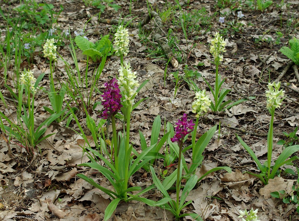 Изображение особи Dactylorhiza romana ssp. georgica.