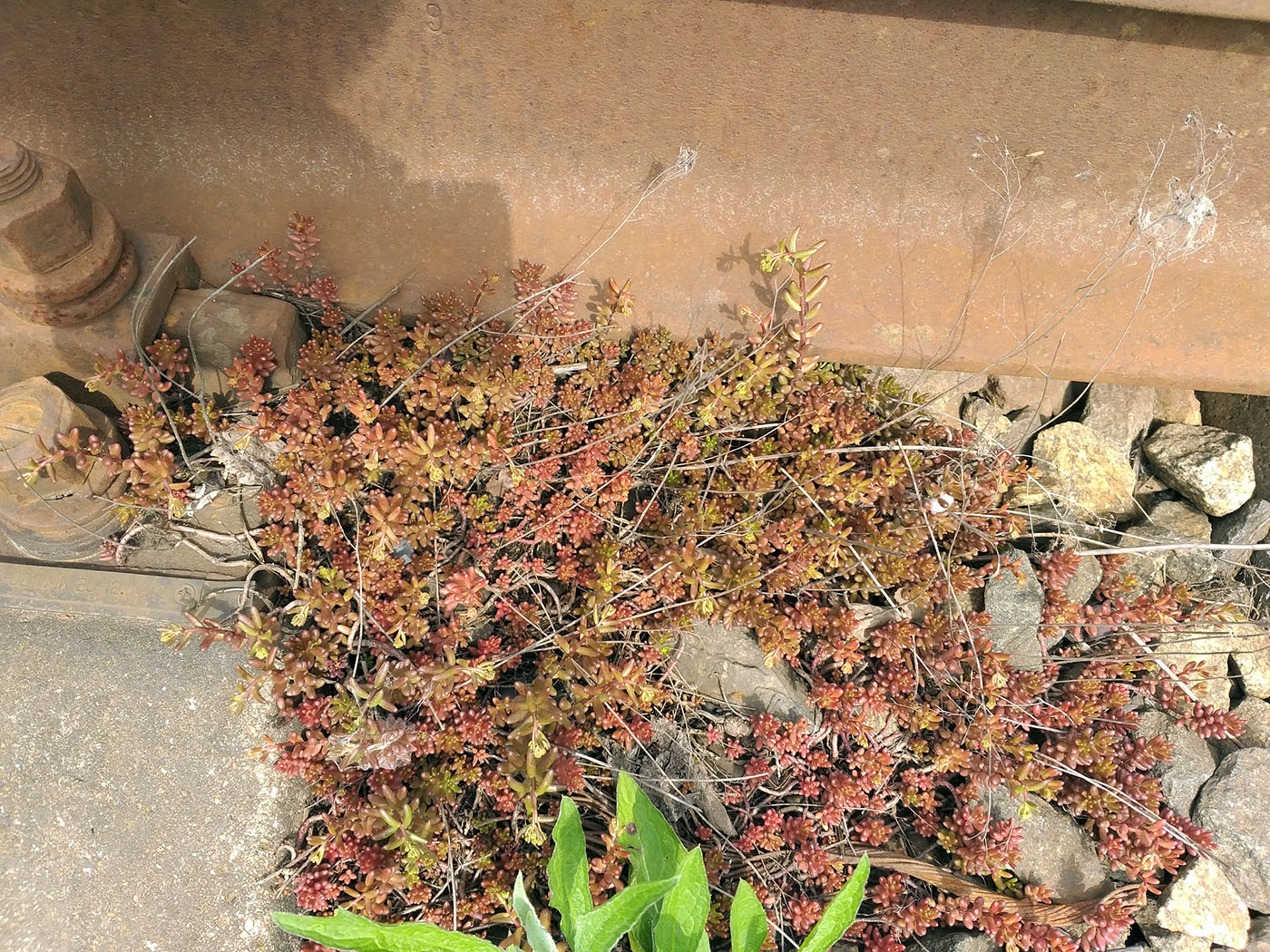 Image of Sedum album specimen.