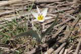 Tulipa bifloriformis