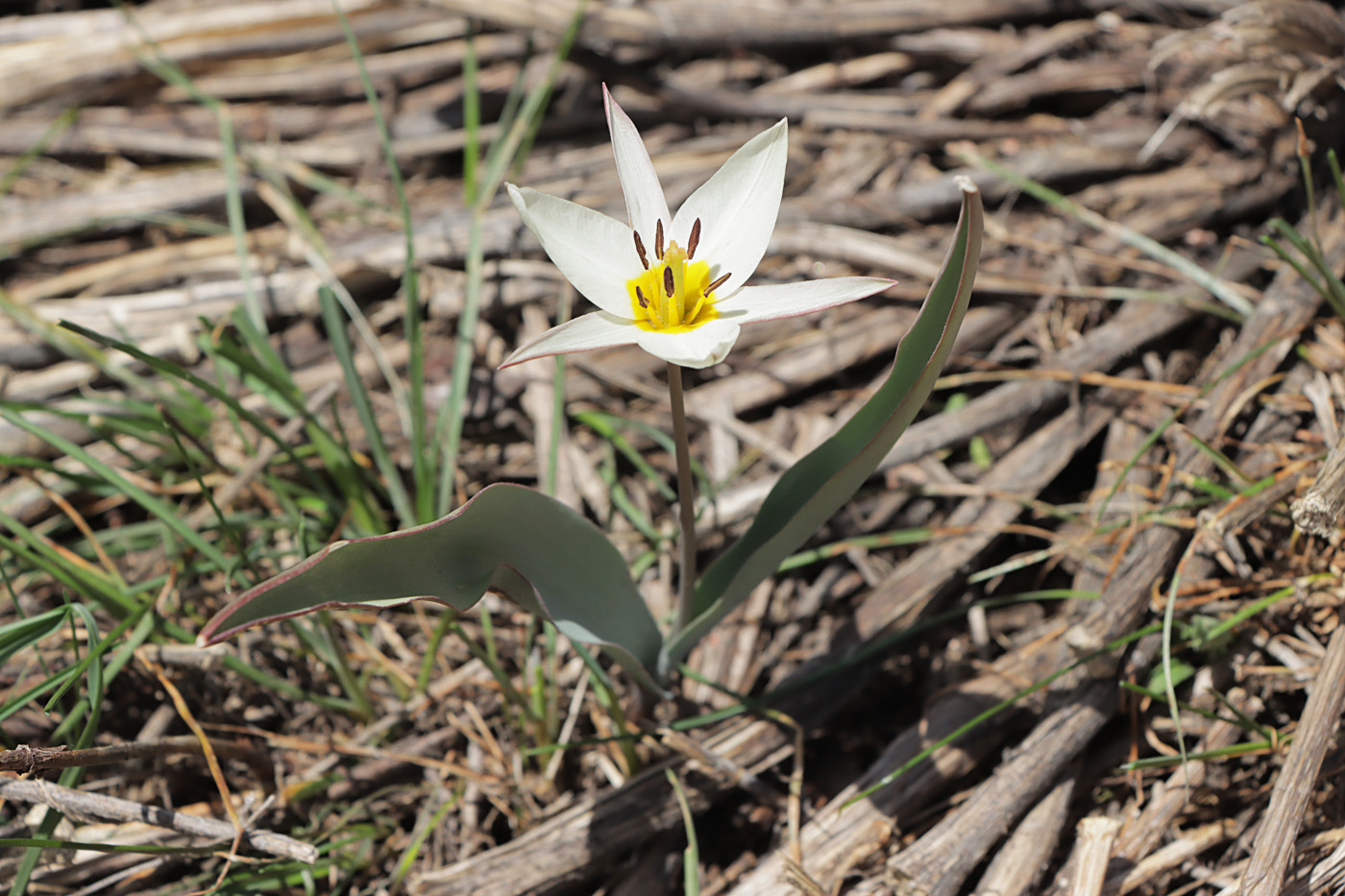 Изображение особи Tulipa bifloriformis.