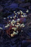 Saxifraga spinulosa