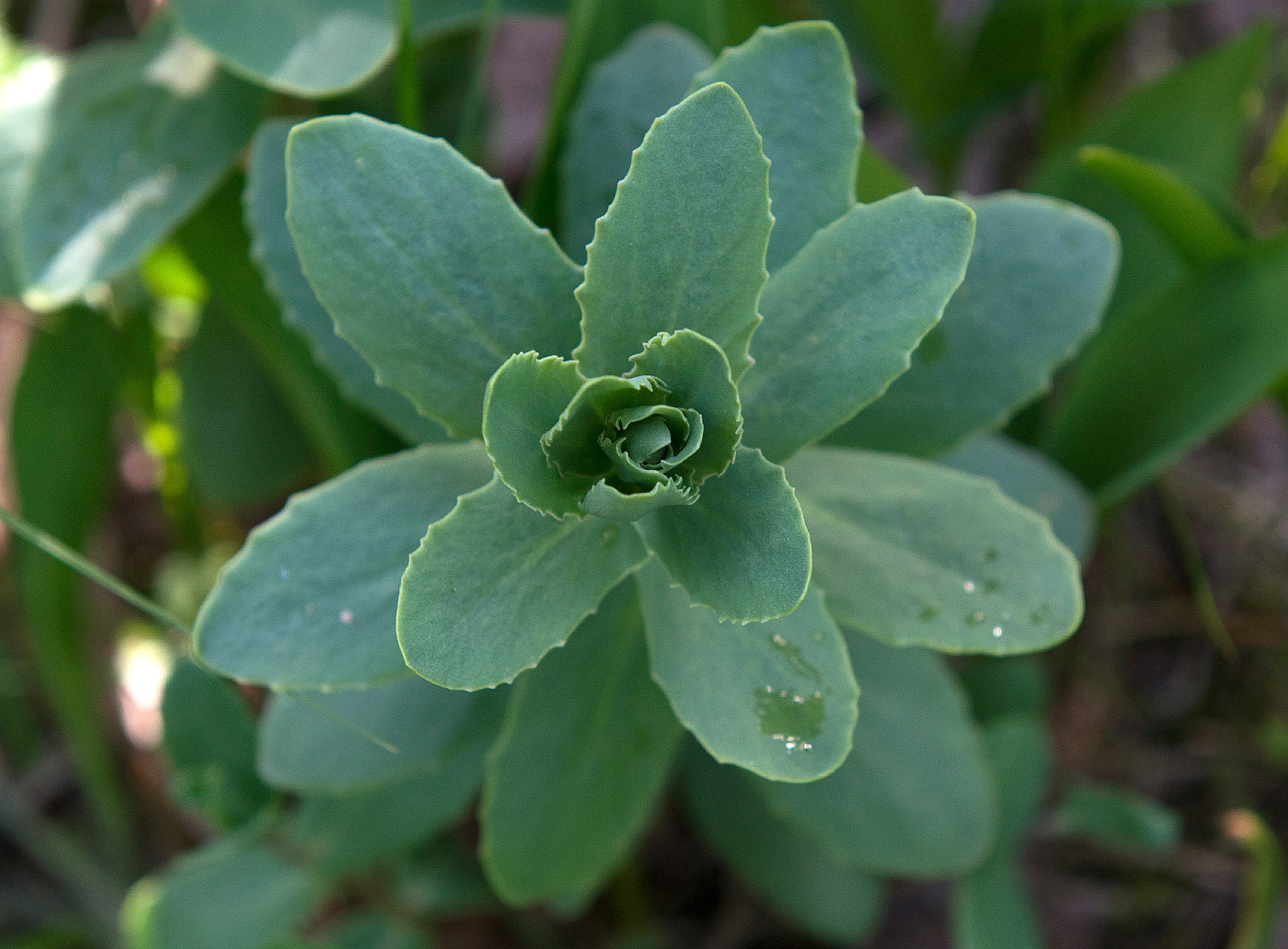 Изображение особи Hylotelephium triphyllum.