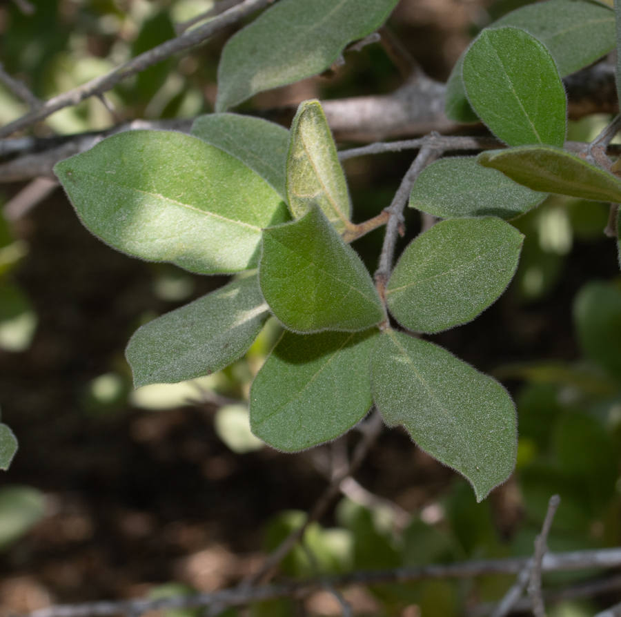 Изображение особи Combretum molle.