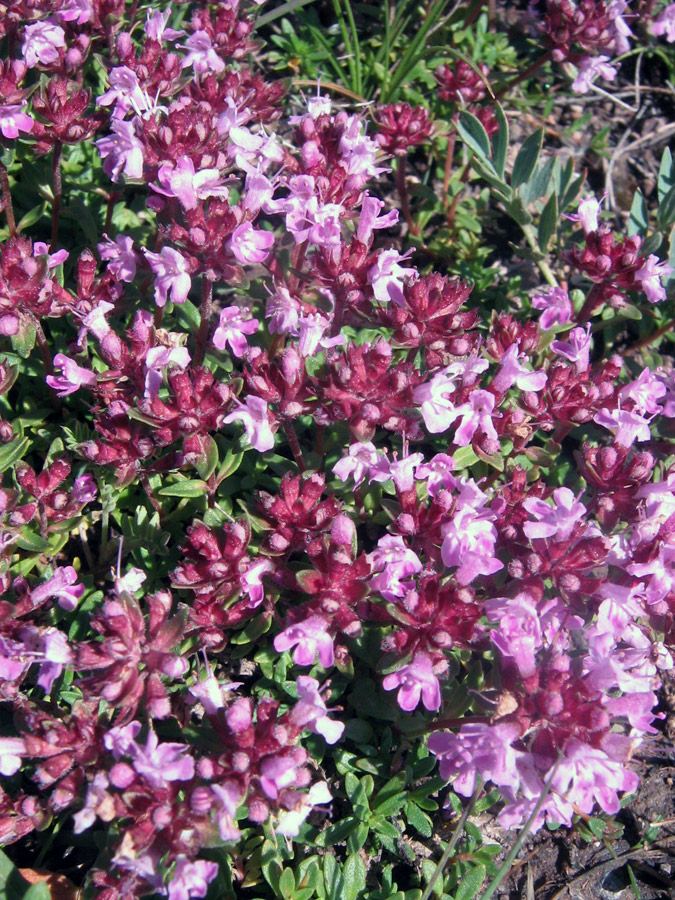 Image of genus Thymus specimen.