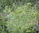 Matricaria discoidea