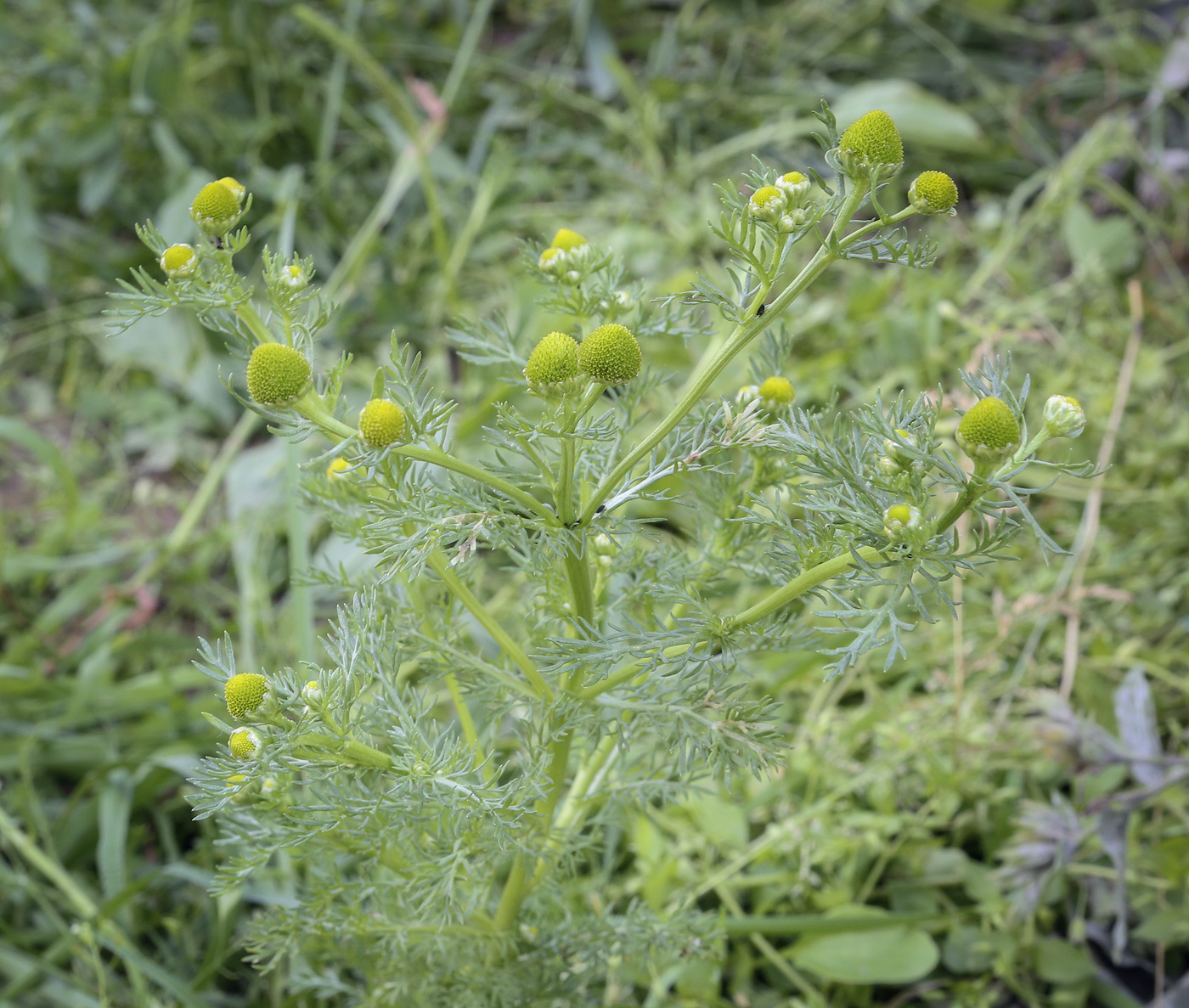 Image of Matricaria discoidea specimen.