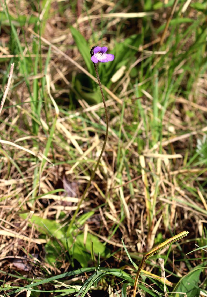 Изображение особи Pinguicula vulgaris.