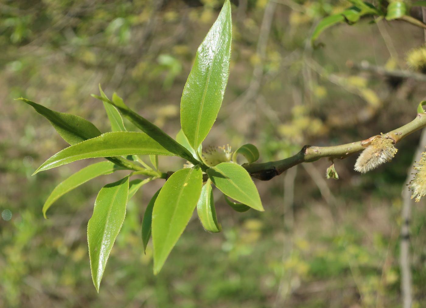 Image of Salix euxina specimen.
