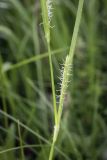 Carex hirta