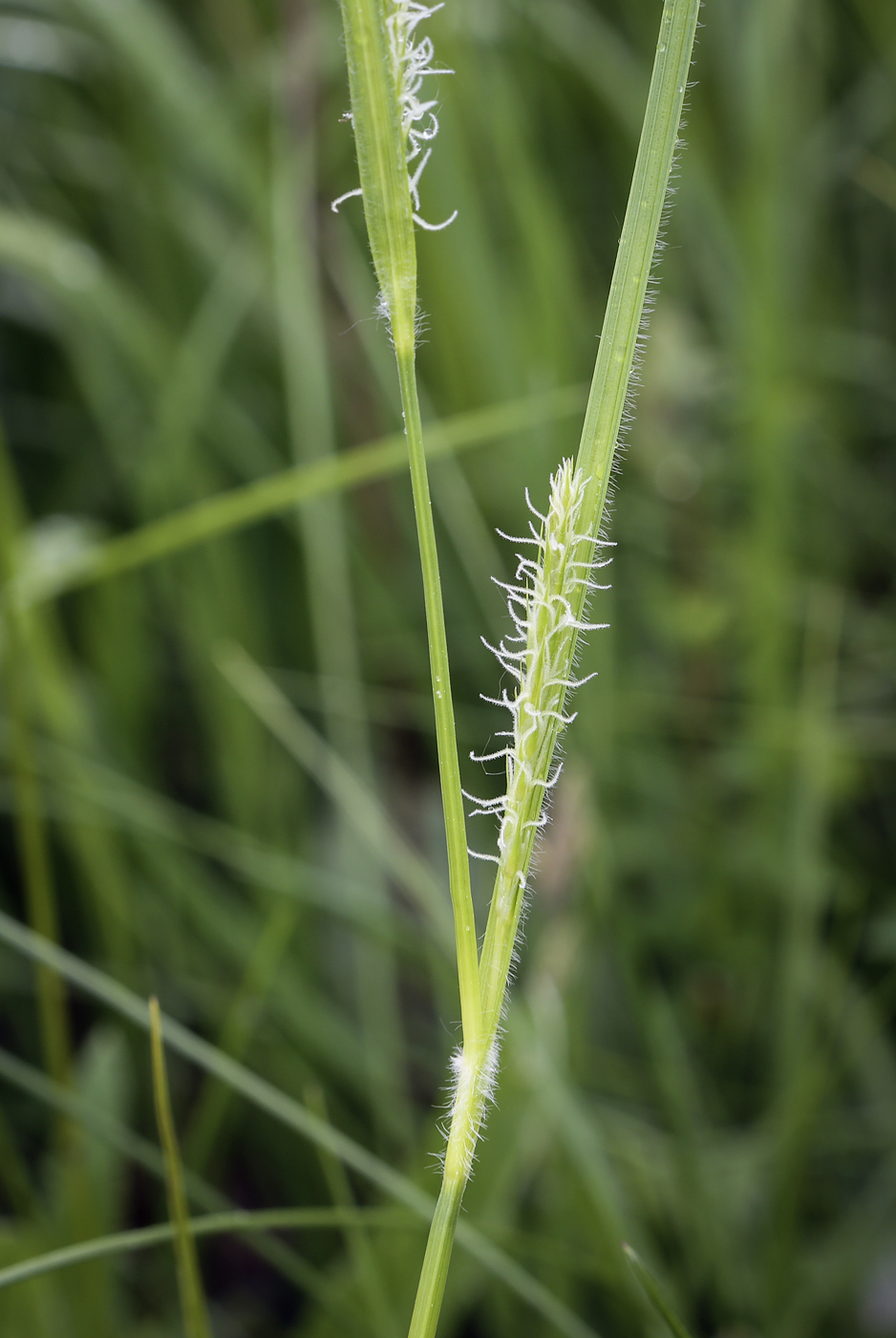 Изображение особи Carex hirta.