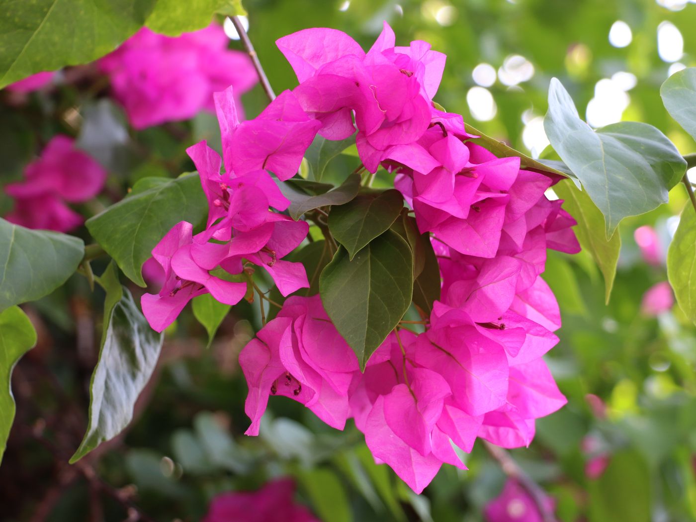 Изображение особи Bougainvillea glabra.