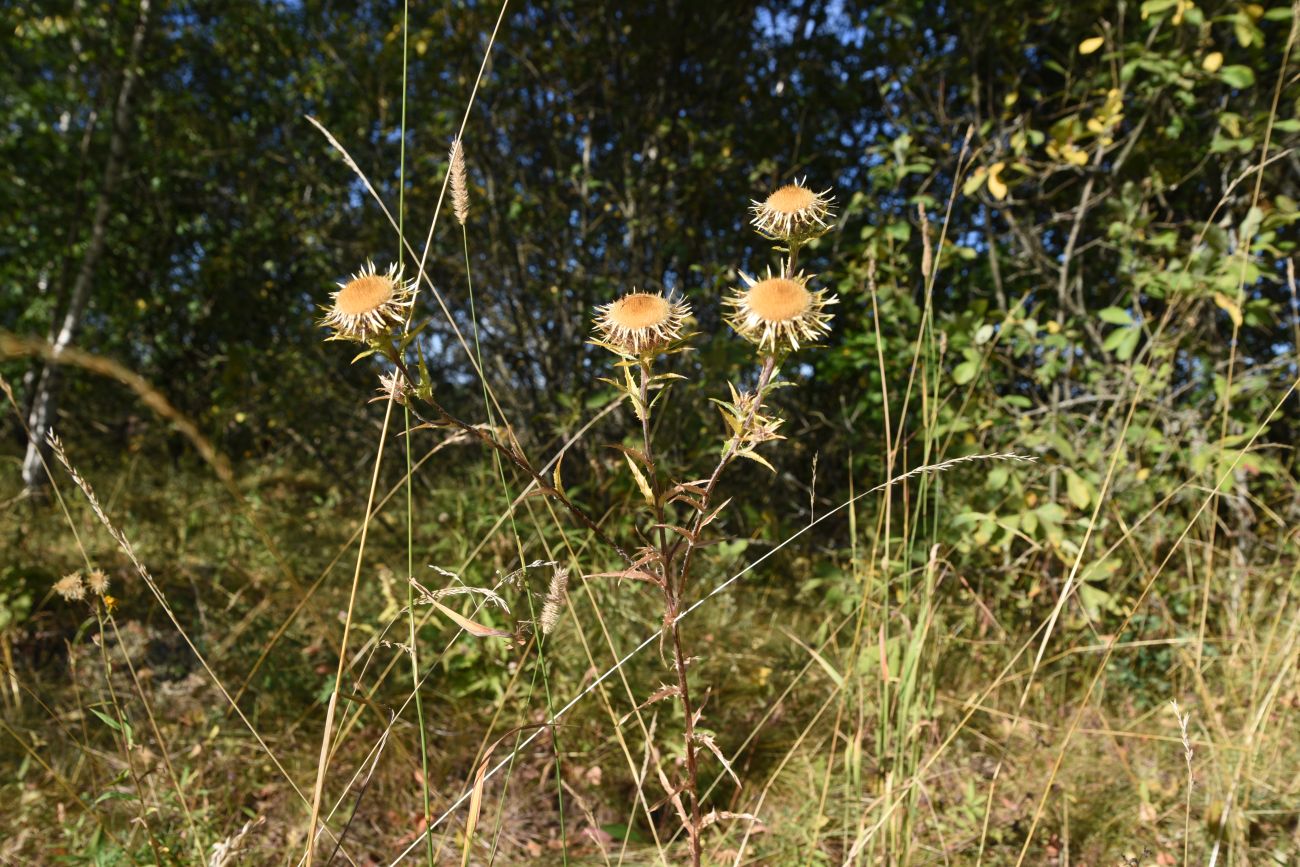 Image of Carlina biebersteinii specimen.