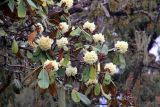 Rhododendron sinofalconeri. Ветви с соцветиями. Бутан, дзонгхаг Тронгса, национальный парк \"Jigme Singye Wangchuck\". 03.05.2019.