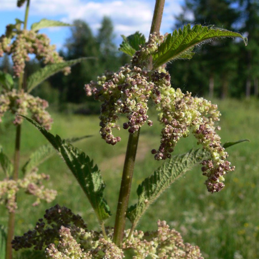 Изображение особи Urtica dioica.