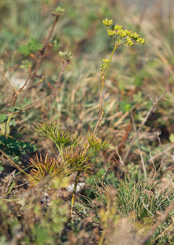 Изображение особи Peucedanum tauricum.