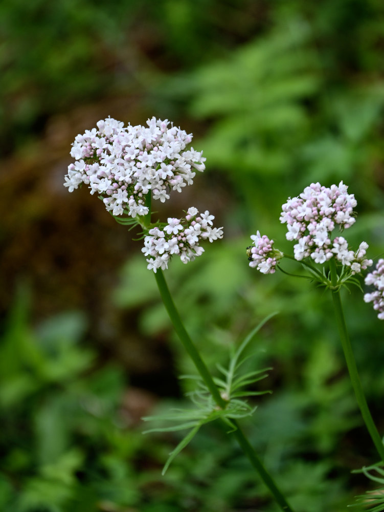 Изображение особи род Valeriana.