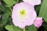 Oenothera speciosa