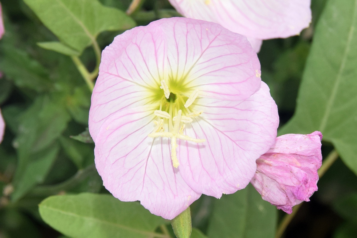 Изображение особи Oenothera speciosa.