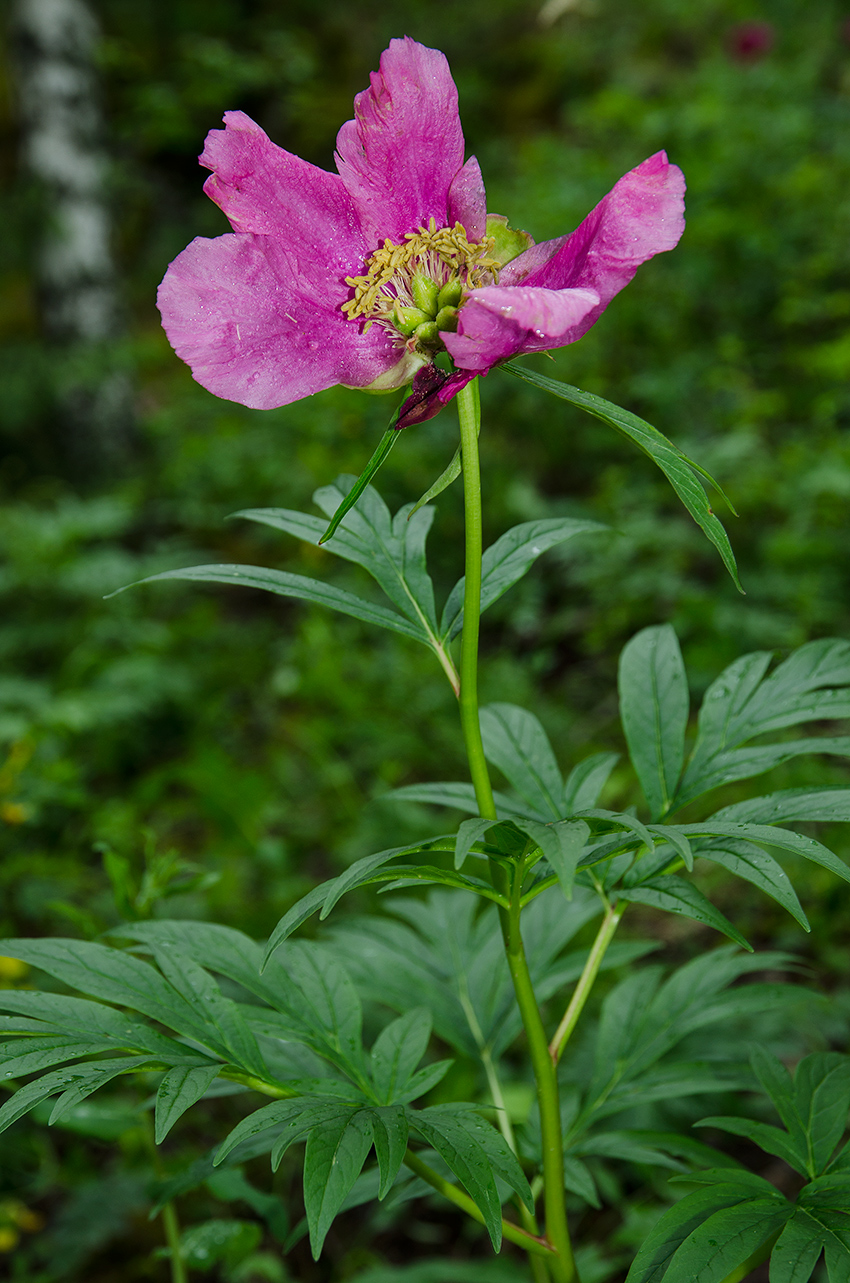 Image of Paeonia anomala specimen.