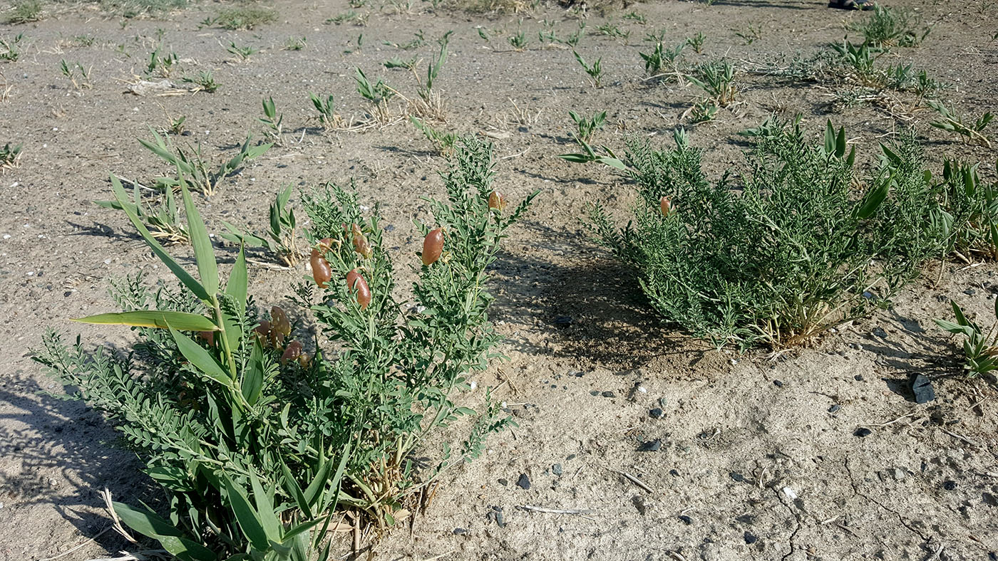 Изображение особи Sphaerophysa salsula.