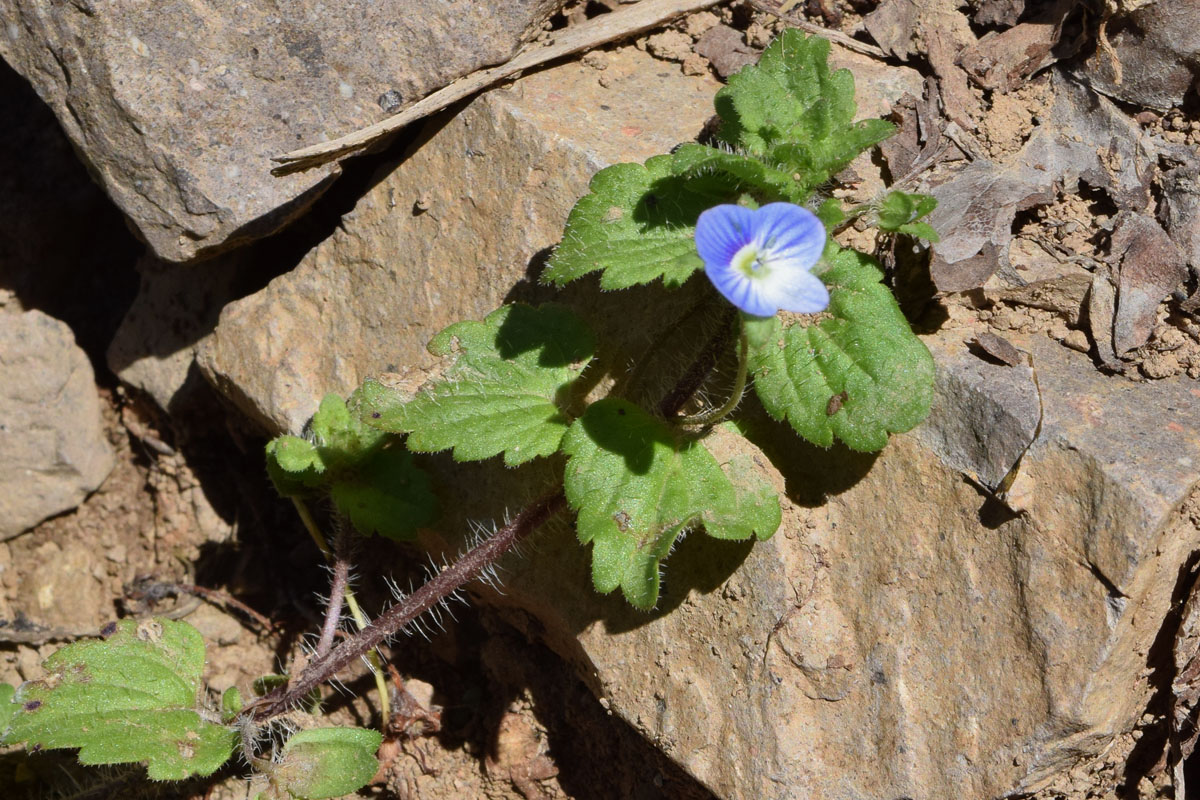 Image of Veronica persica specimen.