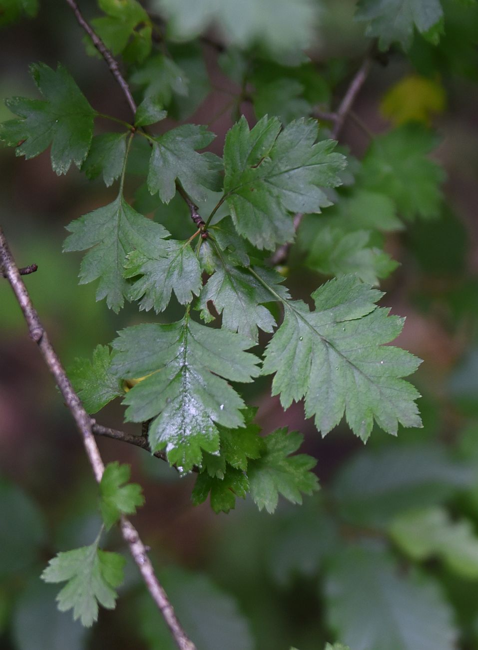 Image of genus Crataegus specimen.