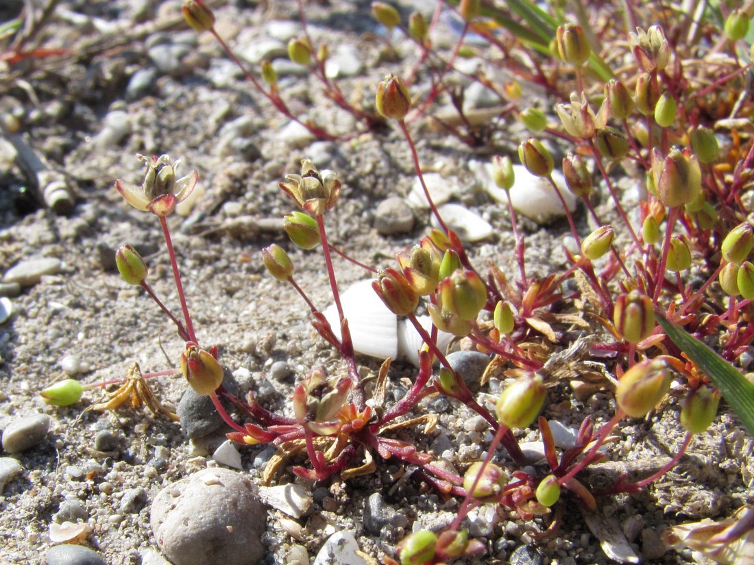 Image of Sagina maritima specimen.