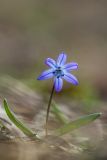 Scilla siberica. Цветущее растение. Ставропольский край, Кавказские Минеральные Воды, Бештаугорский заказник, широколиственный лес. 01.04.2012.