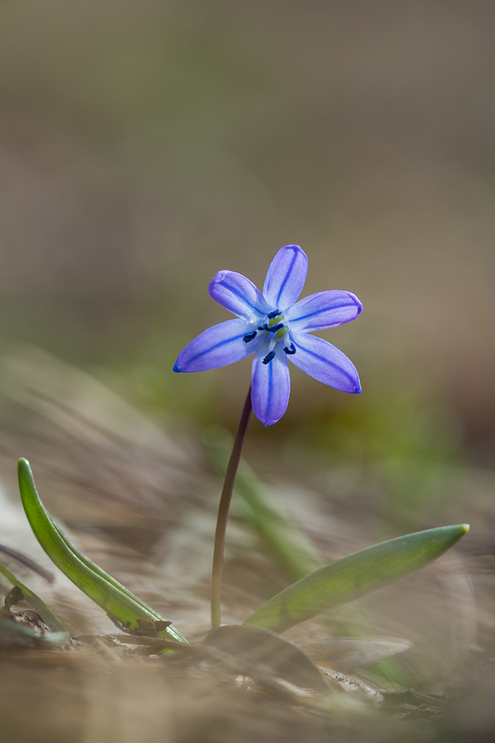 Image of Scilla siberica specimen.