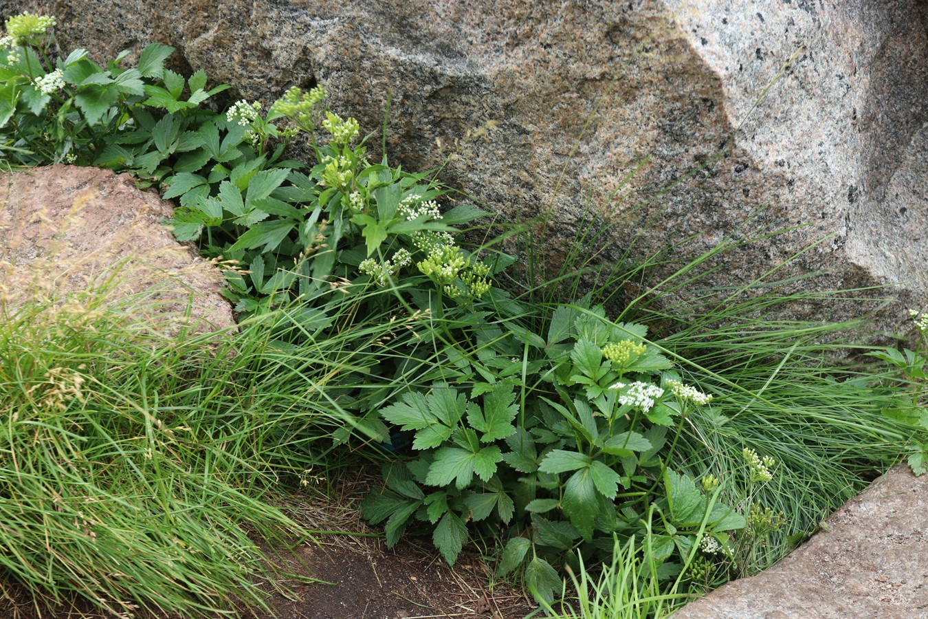 Изображение особи Ligusticum scoticum.