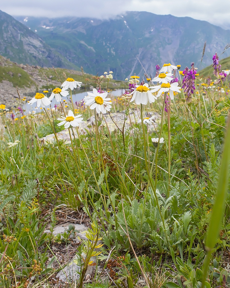 Изображение особи Anthemis saportana.