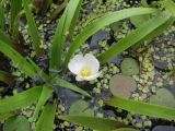 Stratiotes aloides